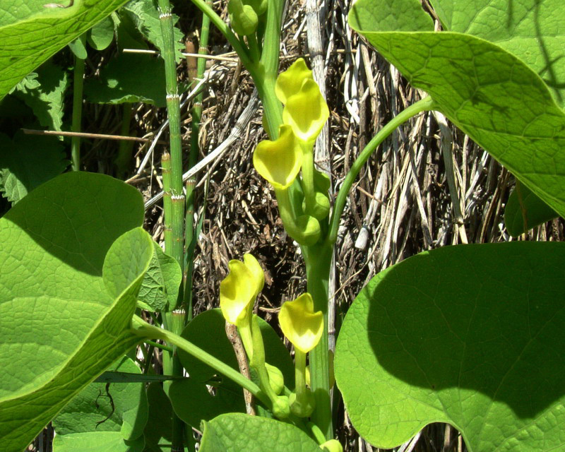 Aristolochia clematitis